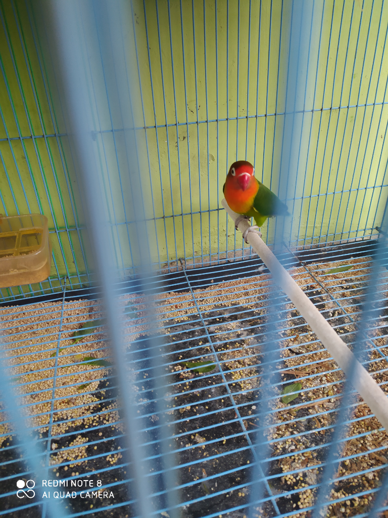 Merawat Lovebird si Burung Cinta dengan Segenap Jiwa