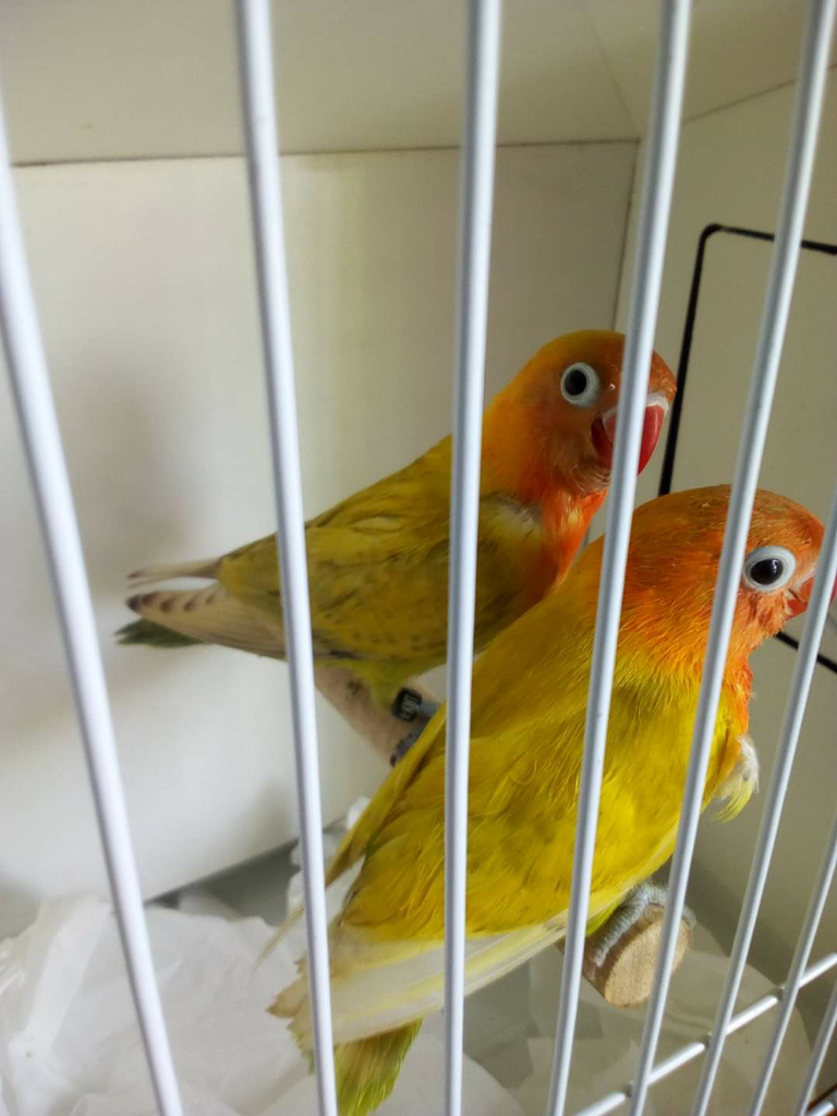 Merawat Lovebird si Burung Cinta dengan Segenap Jiwa