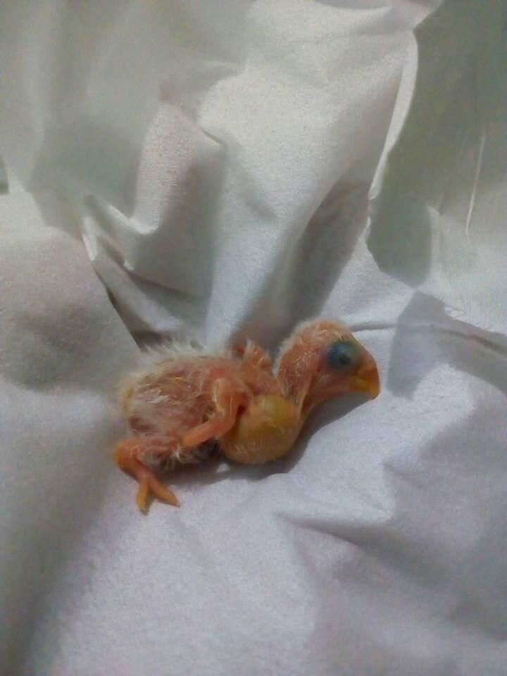Merawat Lovebird si Burung Cinta dengan Segenap Jiwa