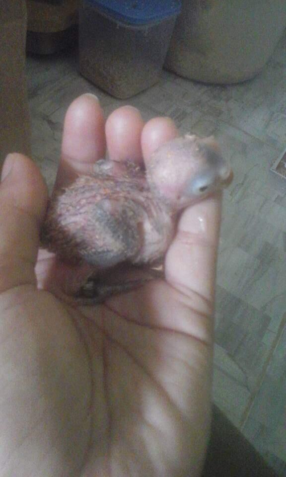 Merawat Lovebird si Burung Cinta dengan Segenap Jiwa