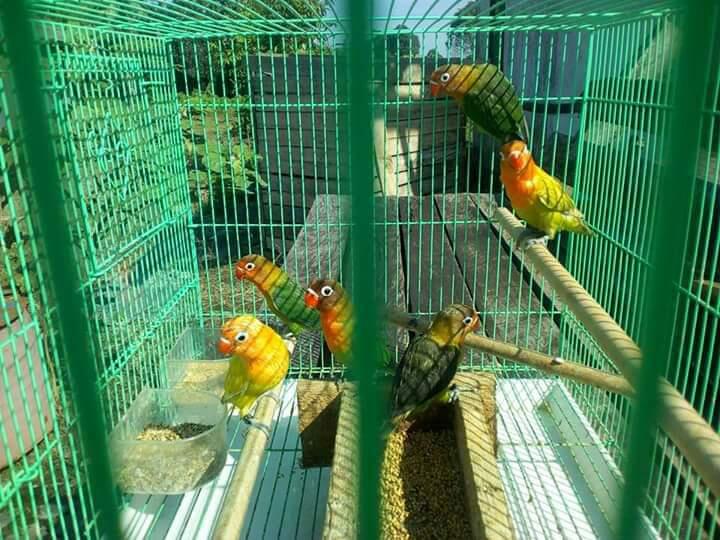 Merawat Lovebird si Burung Cinta dengan Segenap Jiwa