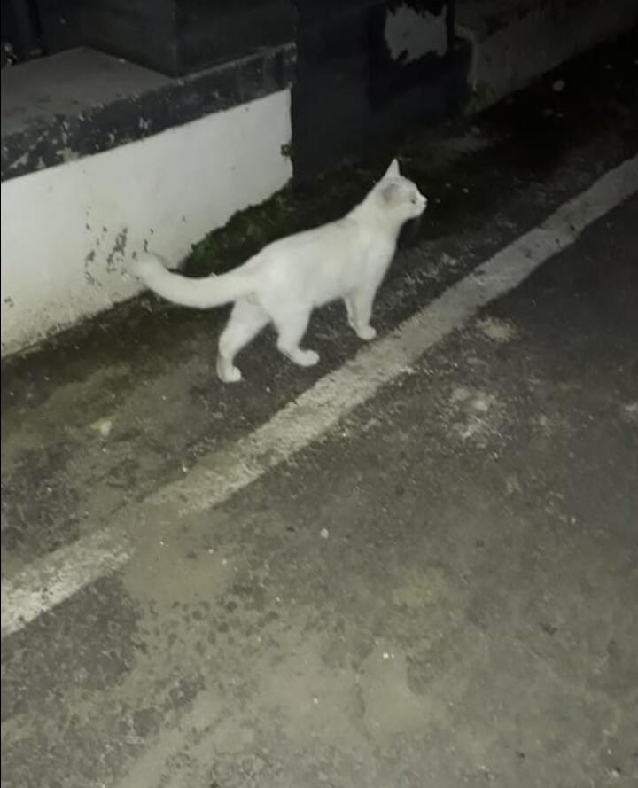 Miko Kucingku Yang Santuy Tapi Sopan, Bukti Ternyata Hewan juga Bisa Dididik!