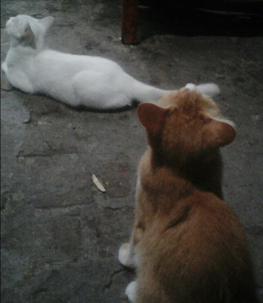 Miko Kucingku Yang Santuy Tapi Sopan, Bukti Ternyata Hewan juga Bisa Dididik!