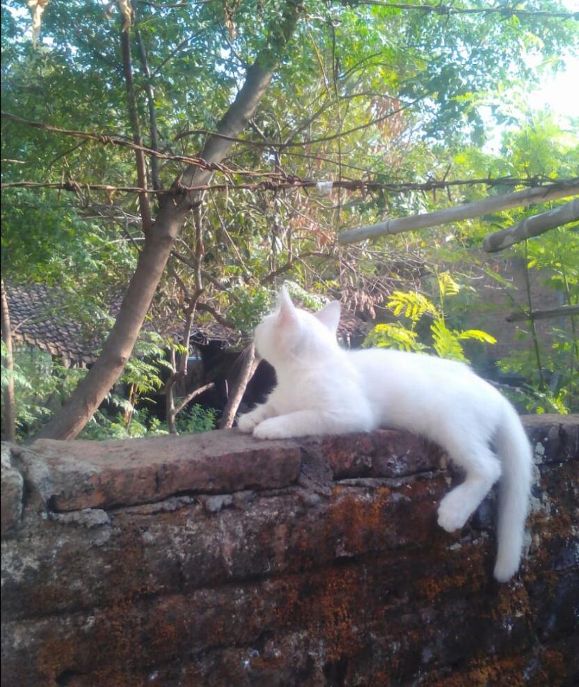 Miko Kucingku Yang Santuy Tapi Sopan, Bukti Ternyata Hewan juga Bisa Dididik!