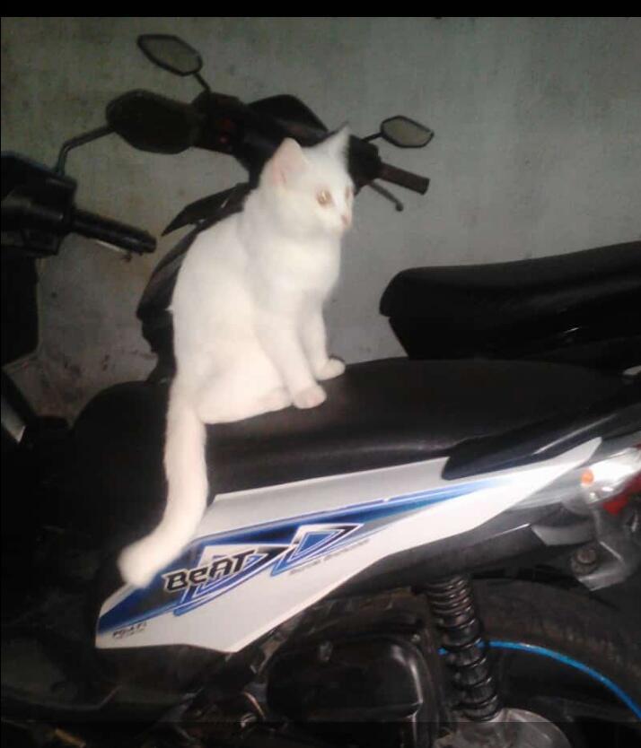 Miko Kucingku Yang Santuy Tapi Sopan, Bukti Ternyata Hewan juga Bisa Dididik!