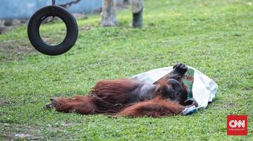 Sebulan Libur Akibat Corona, Hewan di Ragunan Lebih 'Fresh'

