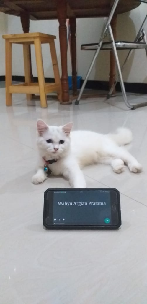 Memelihara Kucing Untuk Teman #dirumahaja