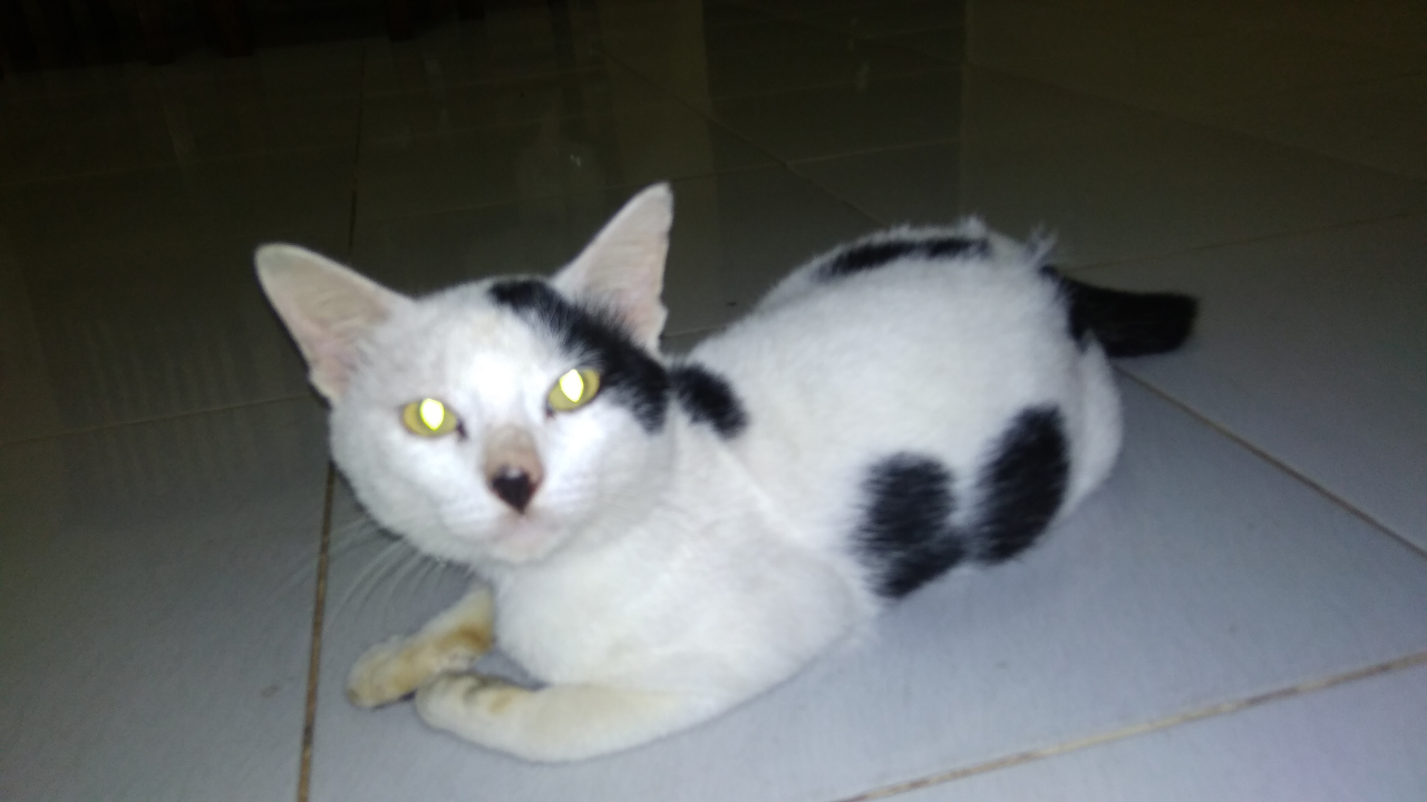 Karantina Di Rumah Bersama Abe, Si Kucing Galau