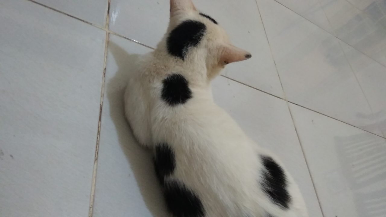Karantina Di Rumah Bersama Abe, Si Kucing Galau