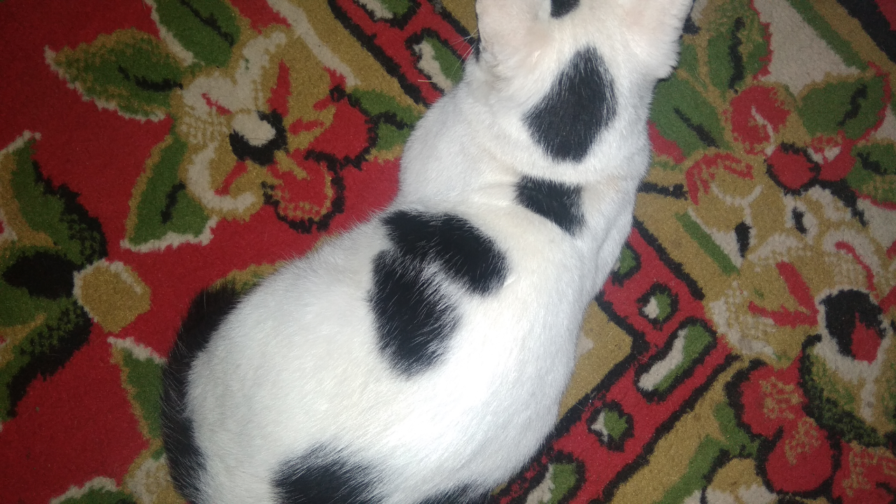 Karantina Di Rumah Bersama Abe, Si Kucing Galau