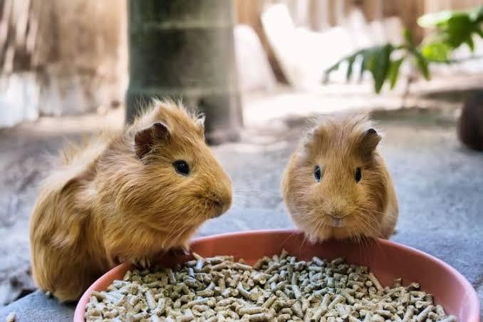 Guinea Pig Yang Lucu Dan Menggemaskan