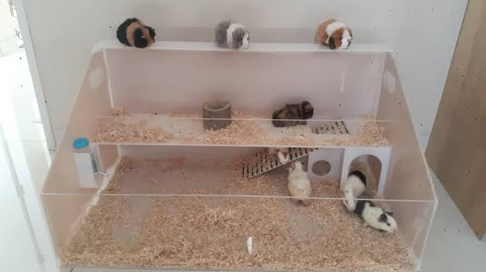 Guinea Pig Yang Lucu Dan Menggemaskan