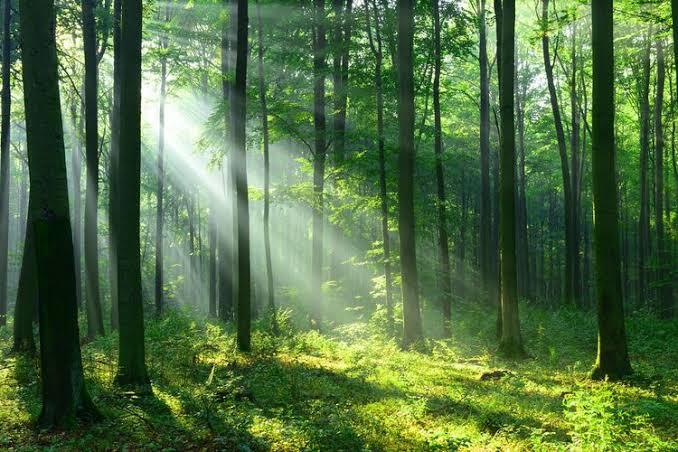 Karena Takut Tertular Covid-19, Mereka Memilih Untuk Mengungsi Ke Hutan