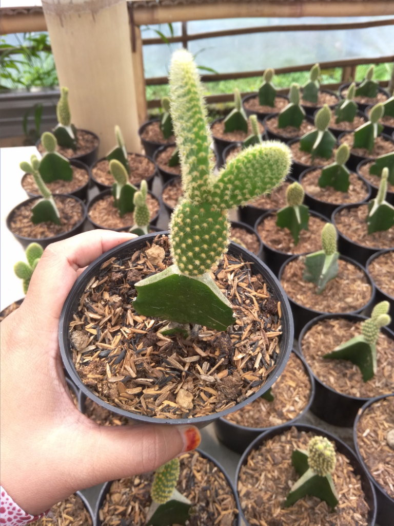 Wow Ternyata Kaktus Ini Punya Nama Unik Lho | KASKUS
