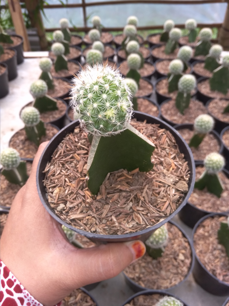 Wow Ternyata Kaktus Ini Punya Nama Unik Lho | KASKUS