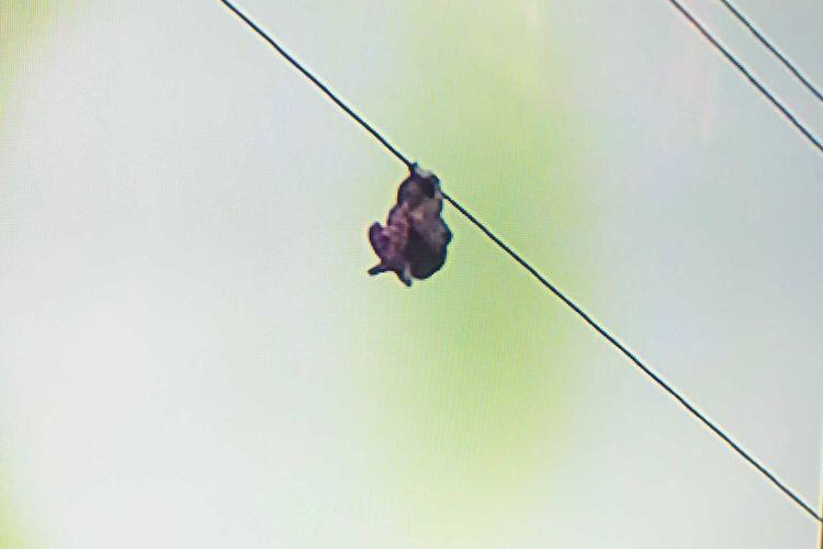 Begini Kronologis Bocah Bergelantungan di Kabel SUTET 30 Meter