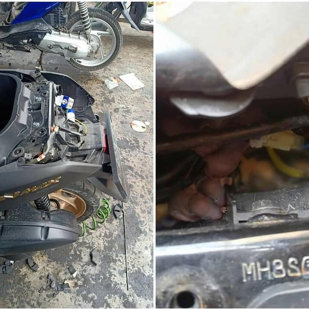 Bikin Shock! Motor Yamaha NMax Ini Jadi Sarang Tikus Efek Dari Work From Home