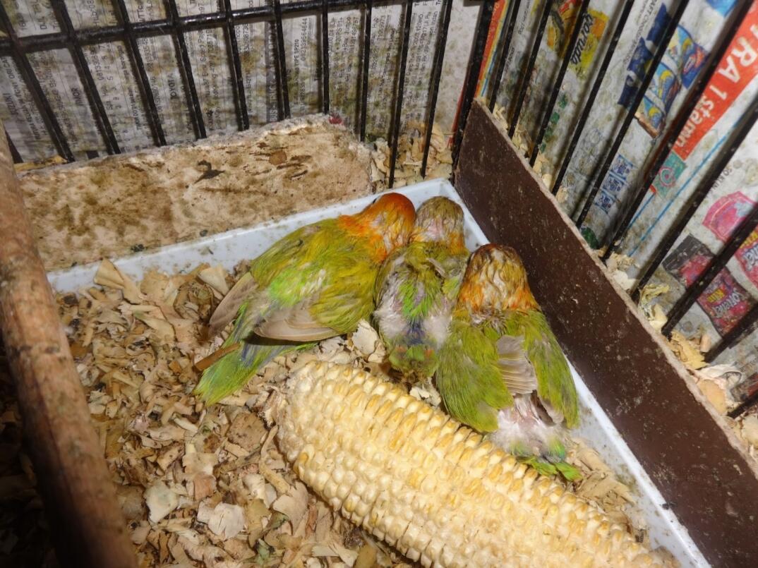 Berternak Lovebird