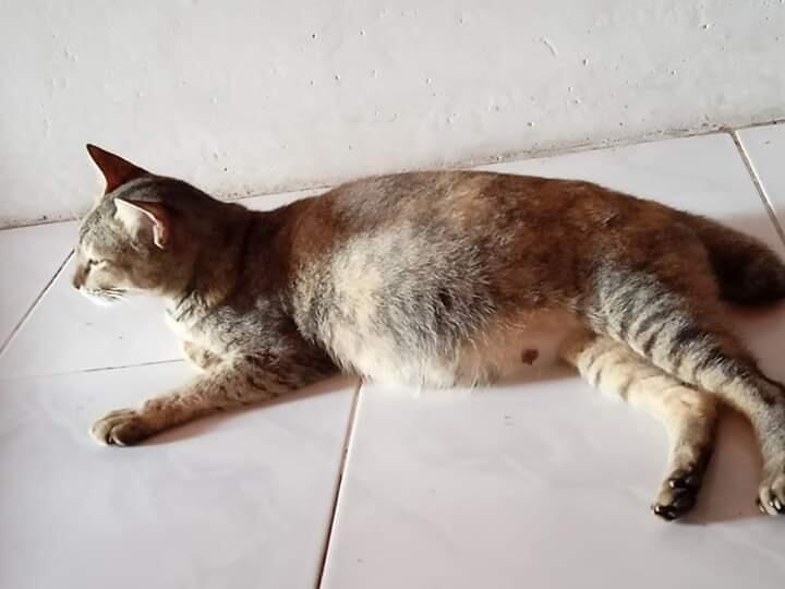 Alasan Janda Trauma Menikah Kembali. Alasan No 4, Seram Gan!