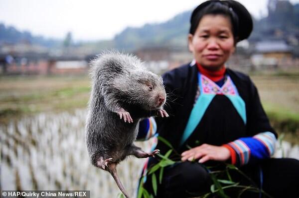Sebelum Virus Corona, Tikus Bambu Jadi Makanan Paling Hits di China