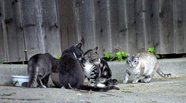 Menebar Kebaikan Sederhana Dengan Memberi Makan Kucing Liar di Lingkungan Sekitar
