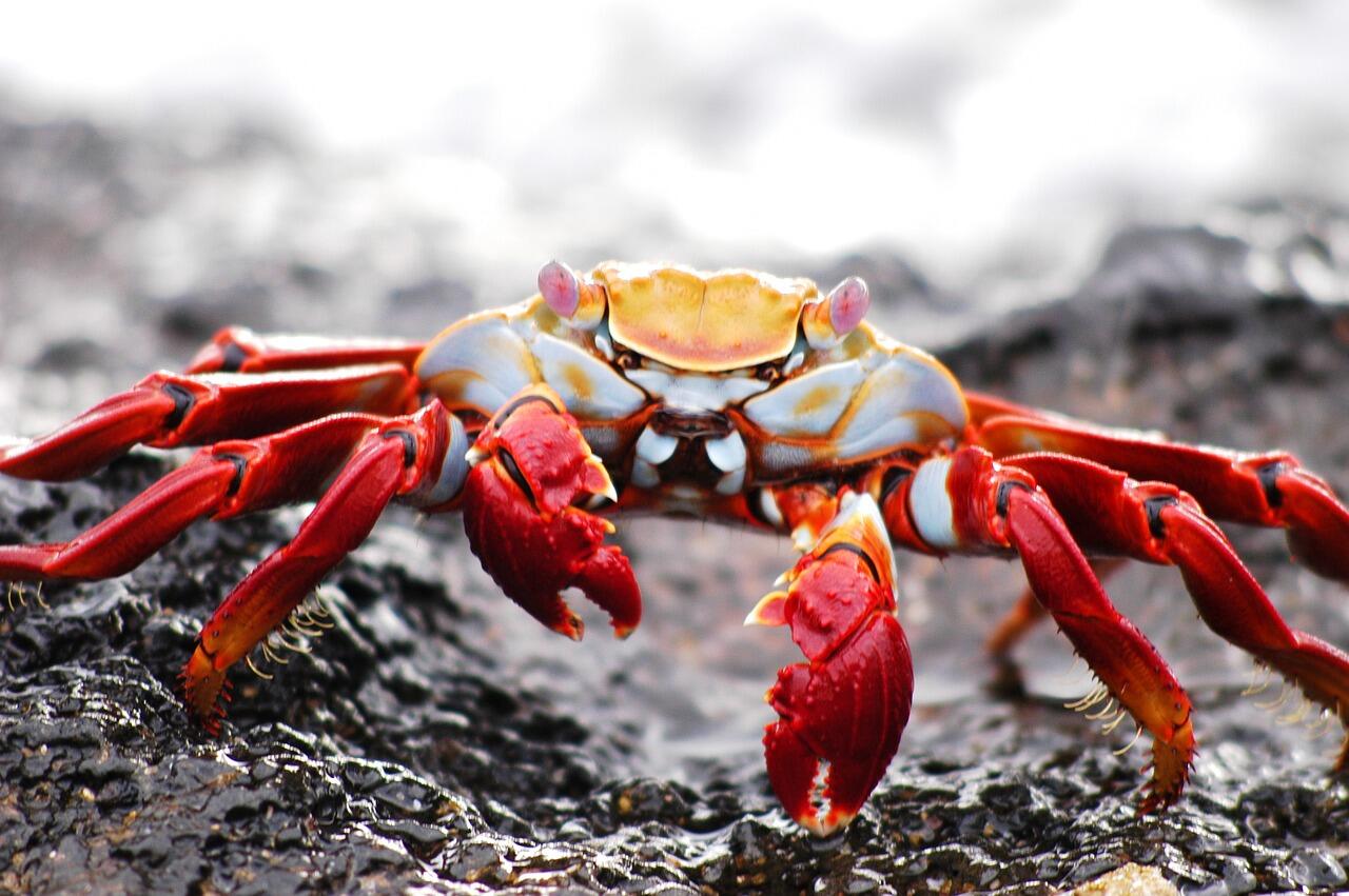 Bandara Sepi Penumpang Gara-Gara Corona Tapi Malah Ramai Kepiting, Kok Bisa?