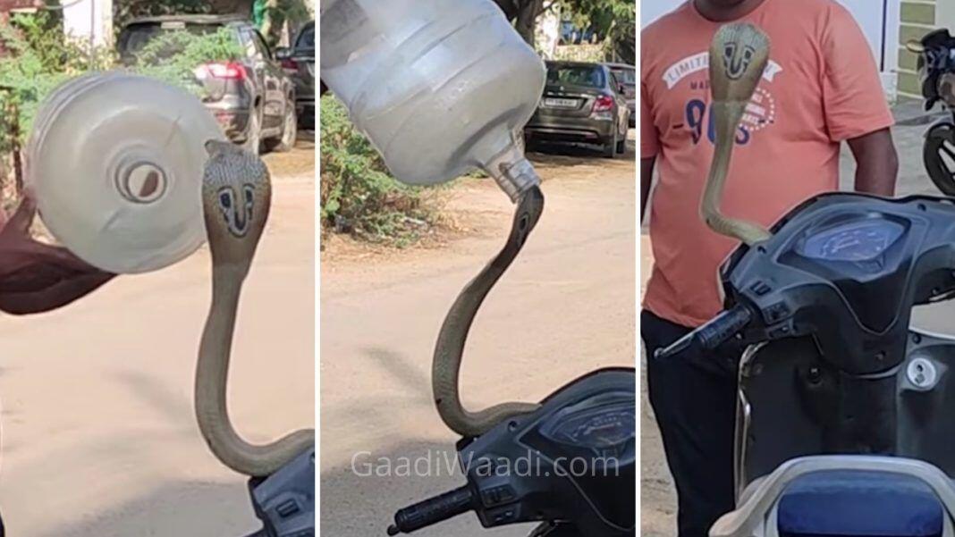 Kelamaan di Parkir, Ular Cobra Bersarang di Motor ini