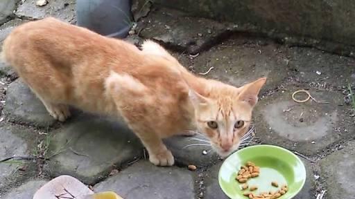 Beri Lauk Pada Kucing Yang Kelaparan Mengubah Pandang Kepada Orang Tua