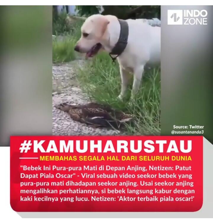 Bikin Heboh! Sandiwara Sukses Bebek Kelabuhi Predator ini Banjir Pujian Netizen