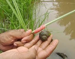 Dari Mengambil Keong Sawah Sampai Memberikan Manfaat Orang Banyak