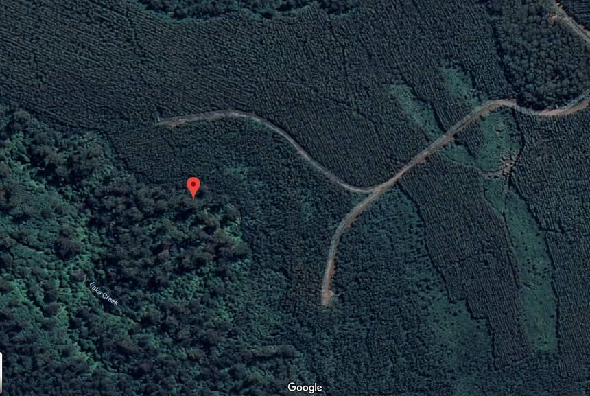 10 Pohon Tertinggi Di Dunia