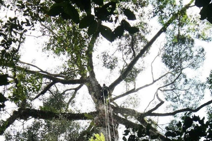 10 Pohon Tertinggi Di Dunia