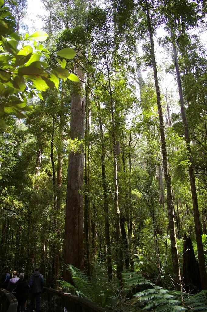 10 Pohon Tertinggi Di Dunia