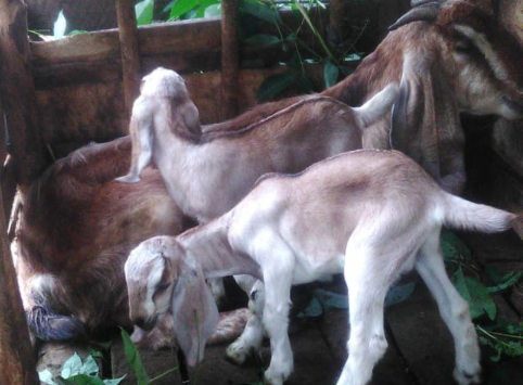 Mengisi Waktu Luang Bulan Ramadhan dengan Merawat Kambing Peliharaan, Ini Caranya!