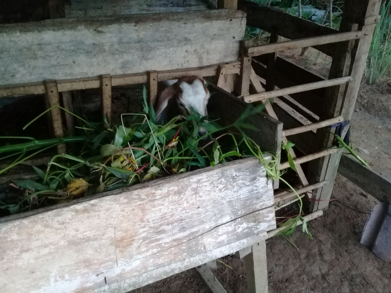 Mengisi Waktu Luang Bulan Ramadhan dengan Merawat Kambing Peliharaan, Ini Caranya!