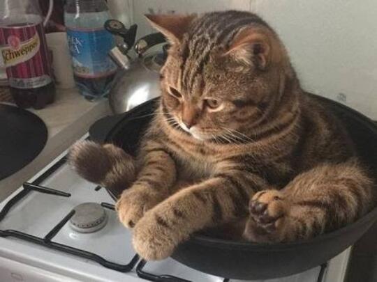 ]Potret lucu kucing selama Lockdown di rumah