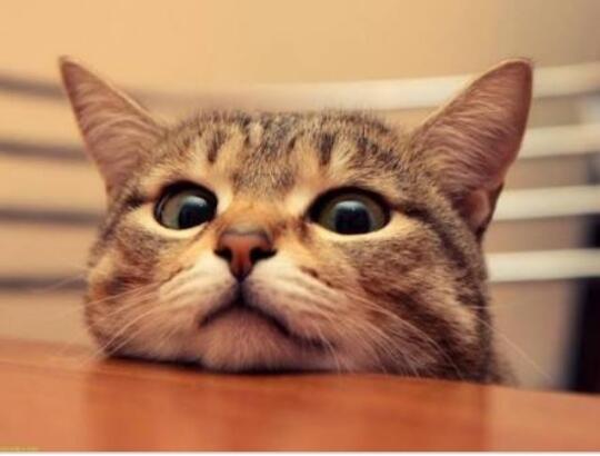 ]Potret lucu kucing selama Lockdown di rumah