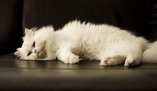 ]Potret lucu kucing selama Lockdown di rumah