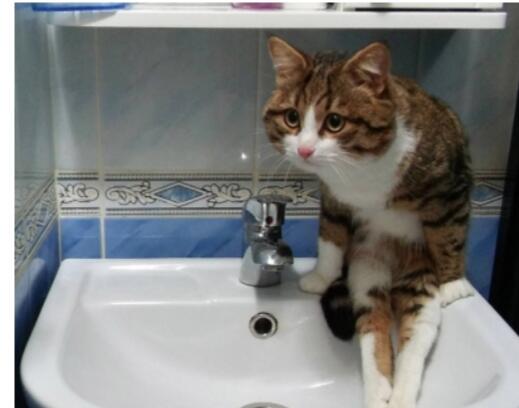 ]Potret lucu kucing selama Lockdown di rumah