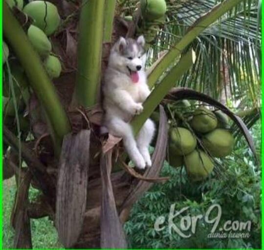 ]Potret lucu kucing selama Lockdown di rumah