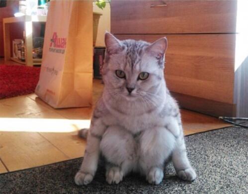 ]Potret lucu kucing selama Lockdown di rumah