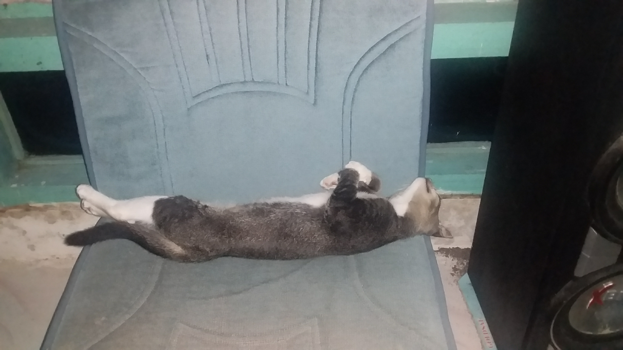 ]Potret lucu kucing selama Lockdown di rumah