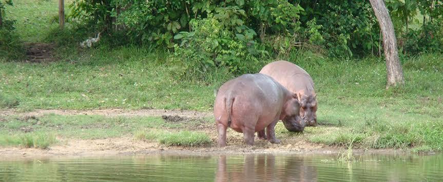 Cocaine Hippos : Sisa-Sisa Warisan Pablo Escobar