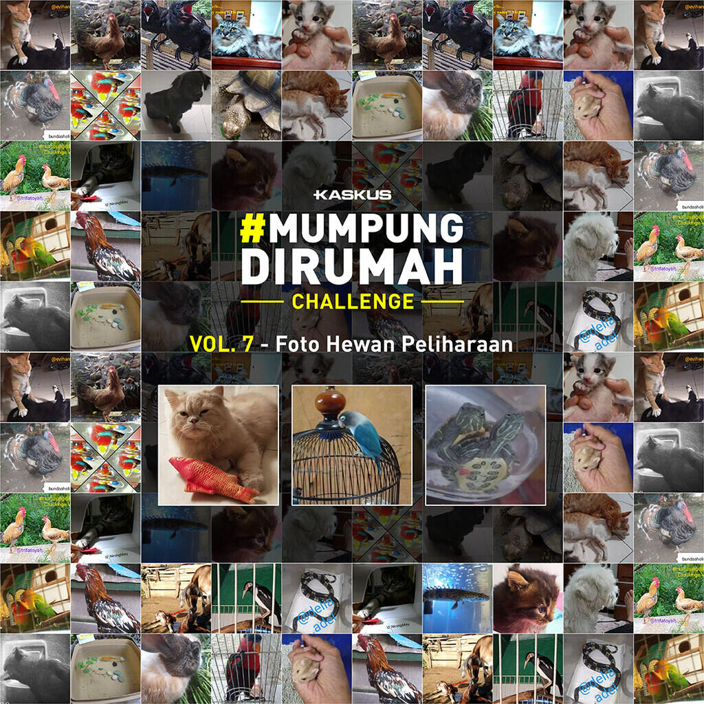 Mau Tanya Siapa Juara Konsisten #Mumpungdirumah Challenge Session 2 ?..Cekidot Gan