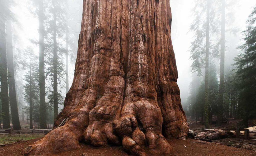 10 Pohon Luar Biasa di Bumi, Umurnya Ada yang Mencapai 80.000 Tahun!