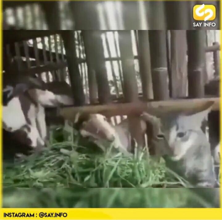 Vidio Kucing Makan Rumput di Kandang Kambing! Salah Gaul Atau Ada Penjelasan Lain?