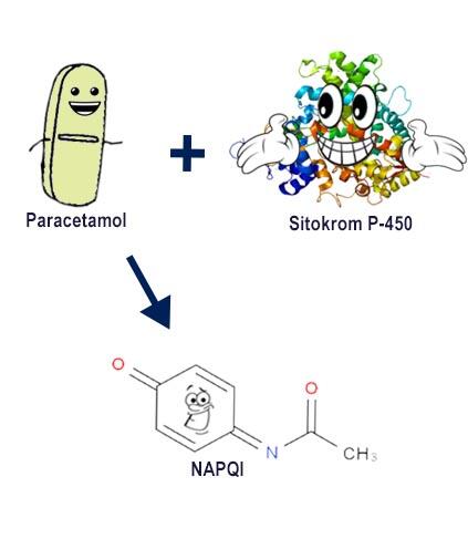 Paracetamol, Penurun Panas, Pereda Nyeri, Tapi Meracuni Hati