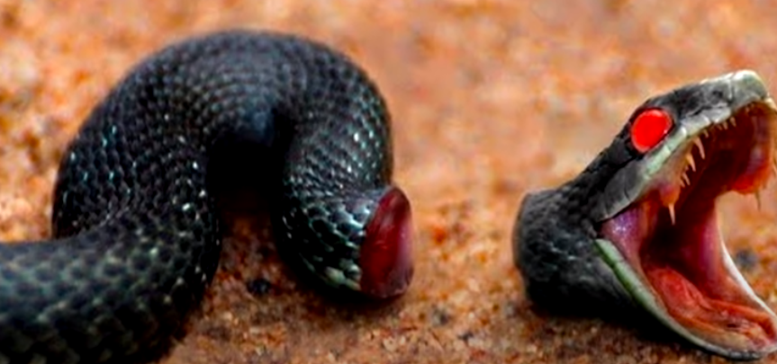 There are 10 Animals That Can Live After Death