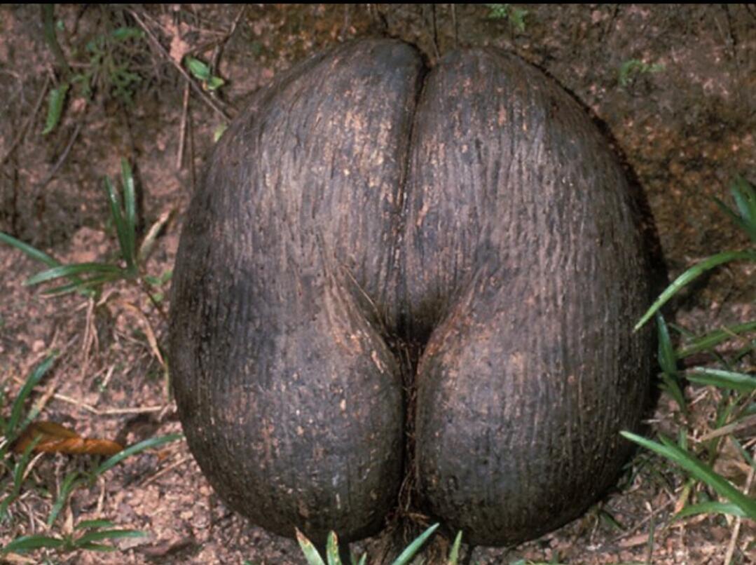 Coco De Mer, Kelapa Unik Mirip Pinggul Wanita dari Maladewa