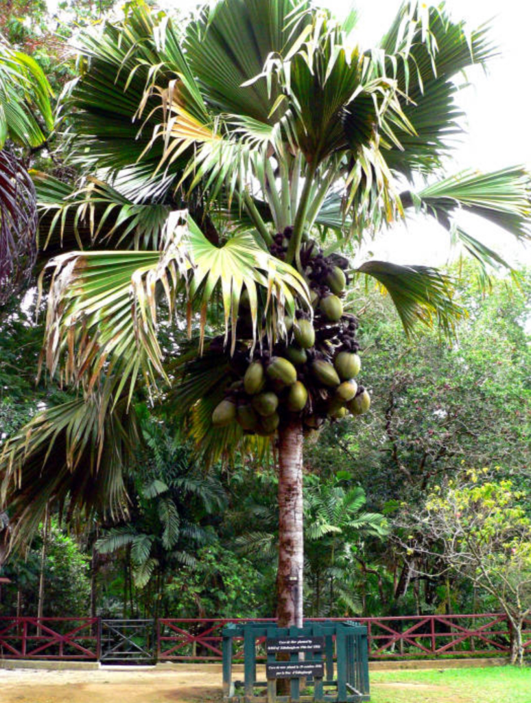 Coco De Mer, Kelapa Unik Mirip Pinggul Wanita dari Maladewa
